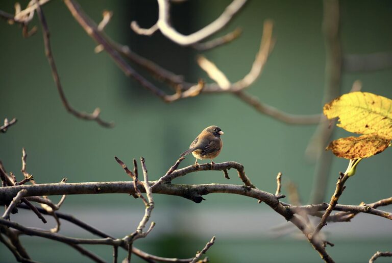 Beginner Tips for Backyard Birdwatching: A Simple Guide to Get Started